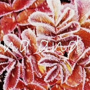 Meet your Posher, Armeniah